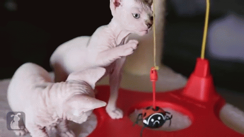 Wrinkly Sphynx And Bambino Kittens Playing With Red Ladybug Toy GIF - Pets Cute Cats GIFs
