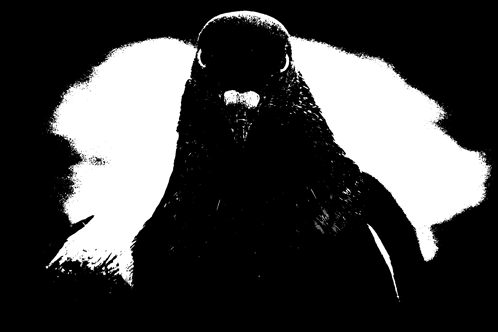 Angry Pigeon Mad Stare GIF - Angry pigeon Mad stare What did u just say ...