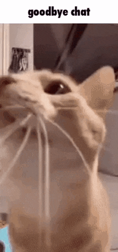a close up of a cat 's face with a string coming out of its mouth .