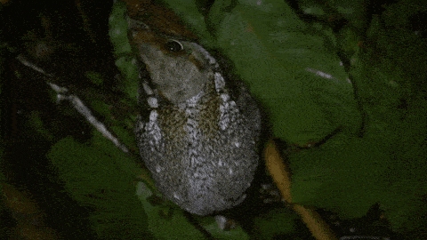 a frog is sitting on a green leaf looking at the camera