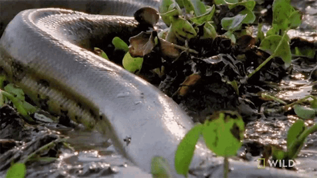 Crawling Monster Snakes GIF - Crawling Monster Snakes Reptile GIFs