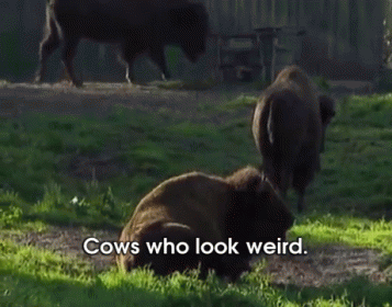 Wild Cows? GIF - Cows Weird Buffalo GIFs