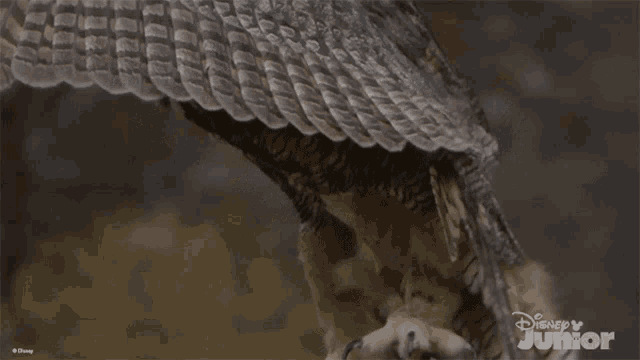 a close up of an owl with a disney junior logo in the background