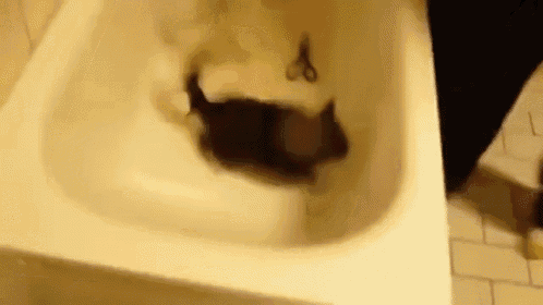 Poor Little Guy GIF - Cat Cats Shower GIFs