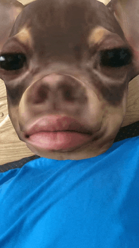a close up of a dog 's face with a blue shirt behind it