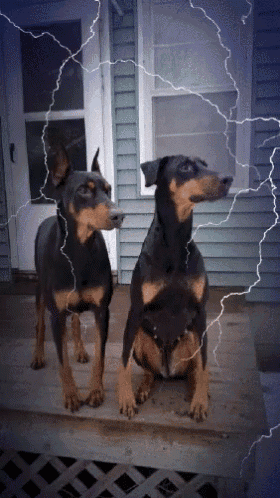 Thunderstorm Dogs GIF - Thunderstorm Dogs GIFs