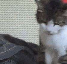a black and white cat is sitting on a couch