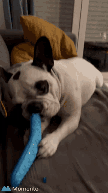 a dog laying on a couch chewing on a blue toy that says momento on it