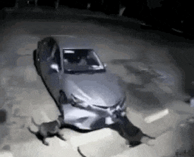 a dog is standing next to a car that has been damaged in a crash .