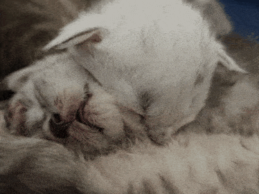 two white kittens are sleeping on top of a brown kitten