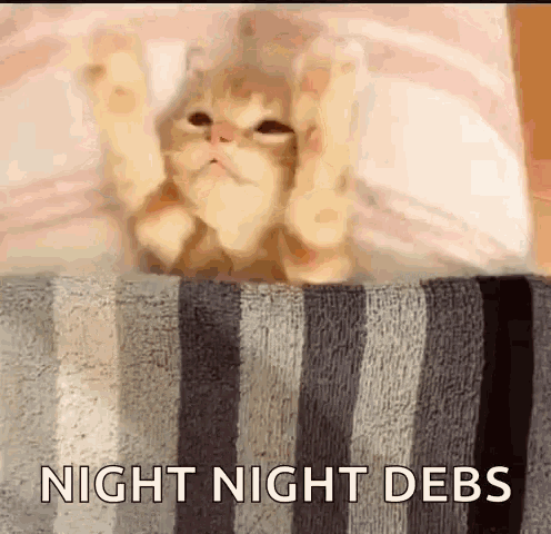 Good Night Siesta GIF - Good Night Siesta Cat GIFs