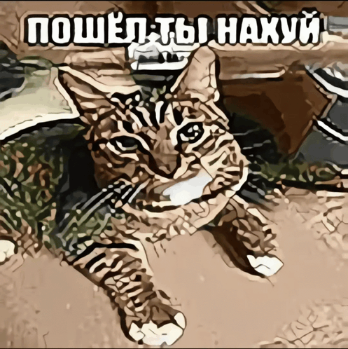 Нажорный зал мем с котом