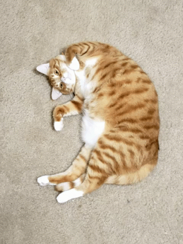 Cat Cute GIF - Cat Cute Roll GIFs