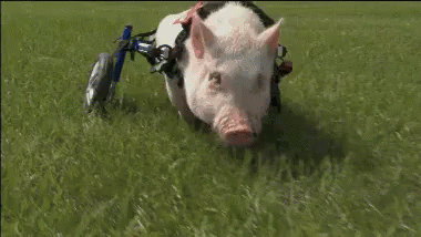 Rollin GIF - Pig Pigs Piggy GIFs