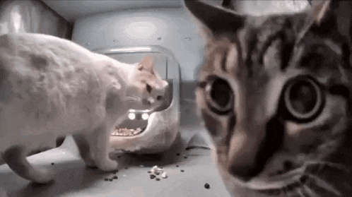 Catfeeder Cat Feeder GIF - Catfeeder Cat Feeder Stupid Cat GIFs