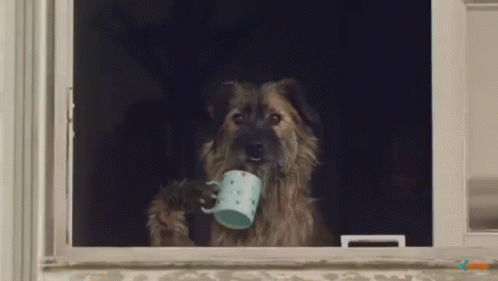 Dog Sips Tea GIF - Dog Sips Tea But Thats None Of My GIFs
