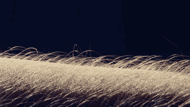 a close up of hair on a person 's skin