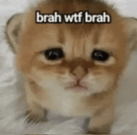 a small brown kitten is sitting on a bed with the words brah wtf brah written on it .