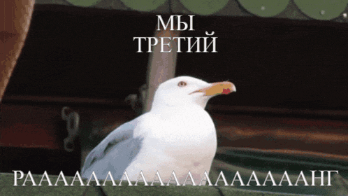 a white seagull is sitting on a ledge with the words " мы третий " written above it