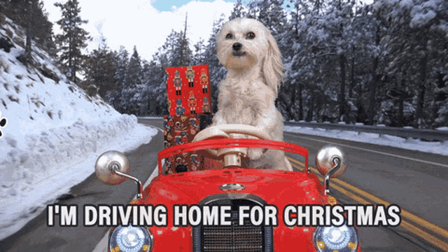 a small white dog is driving a red car with the words i 'm driving home for christmas below it