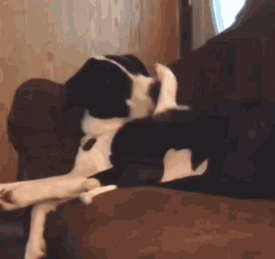 Funny Animals Dogs GIF - Funny Animals Dogs Attacked By Own Foot GIFs