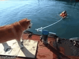 a dog standing on a raft looking at a person in the water