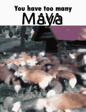 a picture of a herd of foxes with the words " you have too many maya "