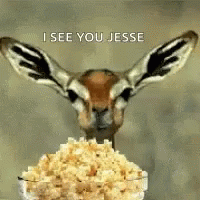 Eat Popcorn GIF - Eat Popcorn Deer GIFs