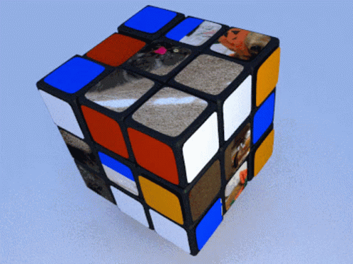 Rubix Cube Funny Dog GIF - Rubix Cube Funny Dog Cat GIFs