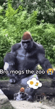 a gorilla with a thought bubble that says bro mogs the zoo on it