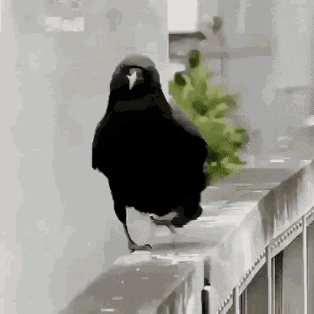 Sassy Black GIF - Sassy Black Bird GIFs