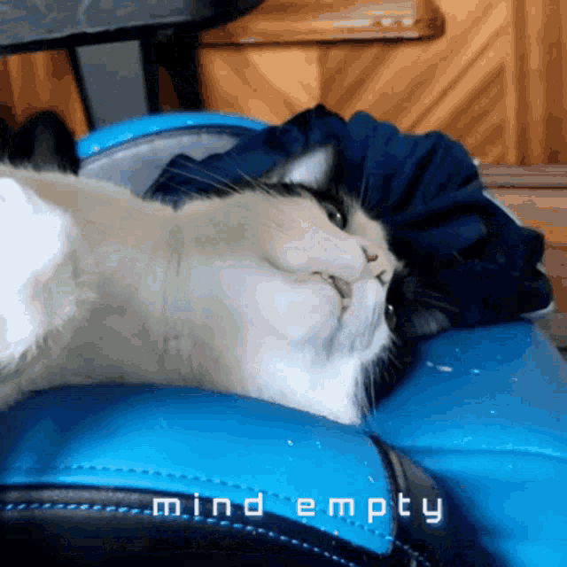 Becklo Cat GIF - Becklo Cat Mind Empty GIFs
