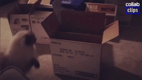 Cat Jumping In The Box Funny Cat GIF - Cat Jumping In The Box Funny Cat Jumping Cat GIFs