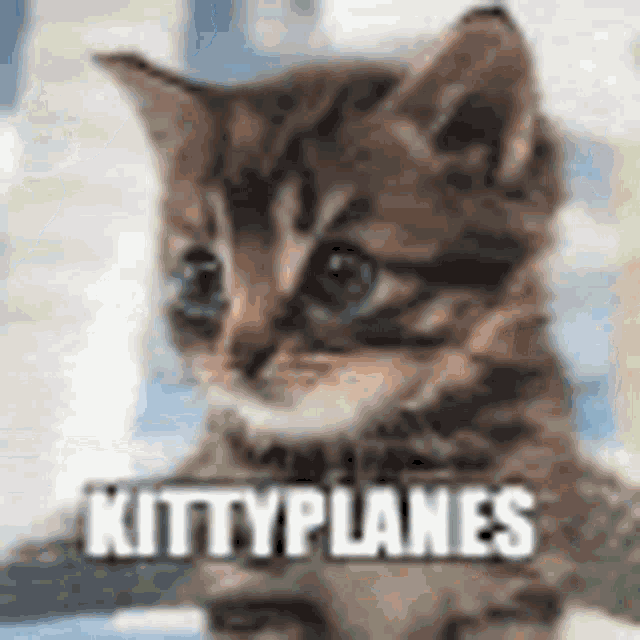 Kitty Planes GIF - Kitty Planes GIFs