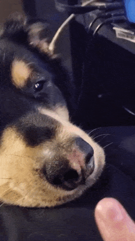 a close up of a dog laying on a bed