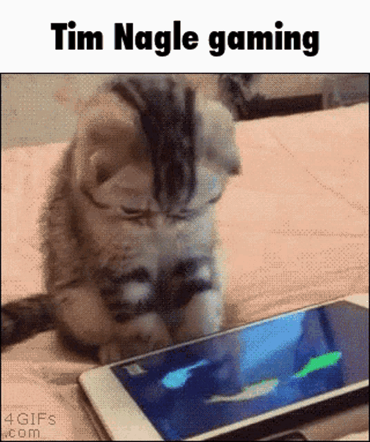 Tim Nagle Cat GIF