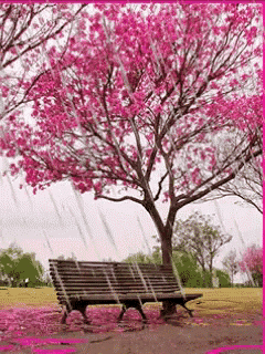 a park bench under a cherry blossom tree with pink flowers