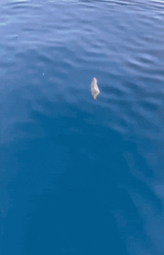 a large fish is swimming in the ocean and looking up at the camera