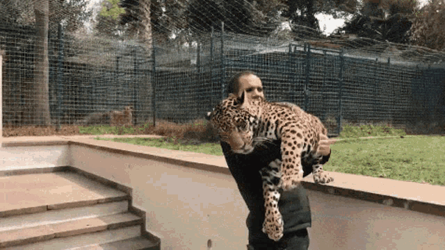 Jaguar Big Cats GIF - Jaguar Big Cats Bite GIFs