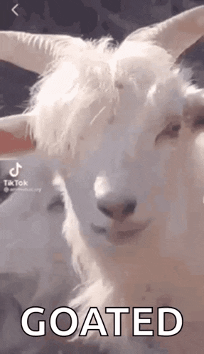 a close up of a white goat with horns and the words `` goated '' written next to it .