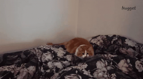 Cat Belly Shake GIF - Cat Belly Shake Jump GIFs