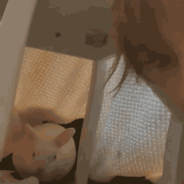a person looking at a small white rabbit