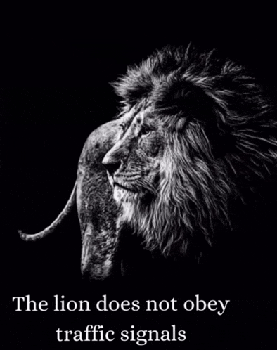 a black and white photo of a lion with the words " the lion does not obey traffic signals " below it