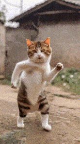 a cat is standing on its hind legs with one paw up