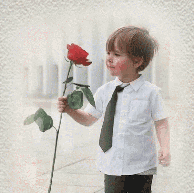 a little boy in a white shirt and black tie holds a red rose