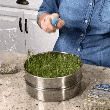 Sprinkling Water On Sprouts Jill Dalton GIF - Sprinkling Water On Sprouts Jill Dalton The Whole Food Plant Based Cooking Show GIFs