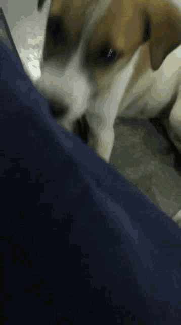 a brown and white dog laying on a blue blanket