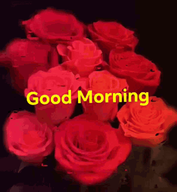 Roses Goodmorning GIF - Roses Goodmorning GIFs