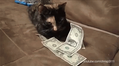 Kittens No GIF - Kittens No Cash Cat GIFs
