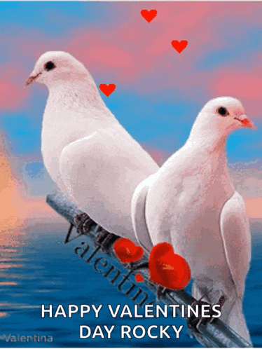 two white pigeons sitting on a branch with red hearts and the words happy valentines day rocky on the bottom